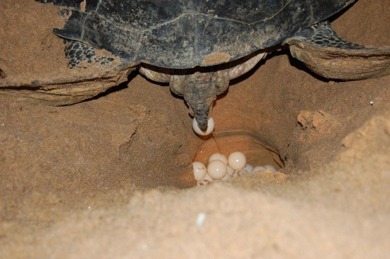Rekawa Turtle Gate Hotel Тангалла Экстерьер фото
