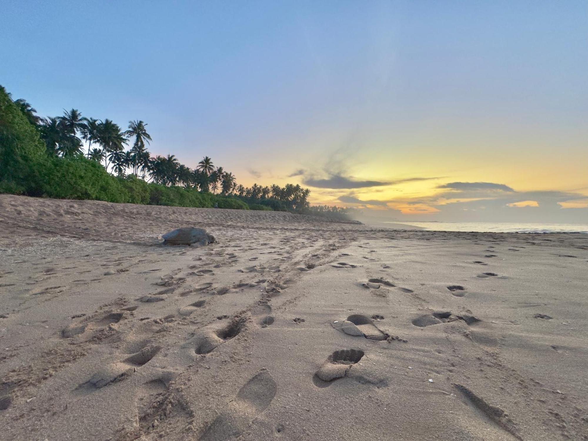 Rekawa Turtle Gate Hotel Тангалла Экстерьер фото